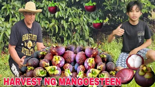 Harvest ng Mangoesteen Nagsisimula na silang Mahinog...BUMUNGA KAHIT HINDI SEASON