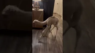 Baby Camel Figuring Out Its Feet || ViralHog