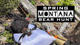 Montana Black Bear Hunting | Public Land Bear Hunt | SBO LIVE MINISODE #138