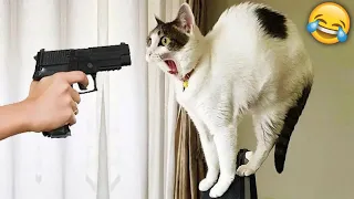 बंदूक देख शैतान बिल्ली हो गयी पागल!FUNNIEST ANIMAL MOMENTS CAUGHT ON CAM 12