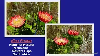 SOUTH AFRICA'S WILDFLOWER PARADISE ON EARTH!