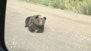 Медведь и оторванный бак на УАЗ