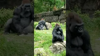 Mr. Shana strikes again #gorilla #ape #bigfoot