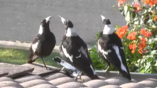 Magpie Memorial Service