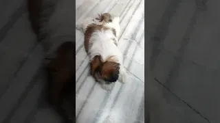 😎Shih😉Tzu🐶Puppy😱#shorts #viral #youtubeshorts #shihtzu #puppy #tiktok #video #dog #bhoot #song