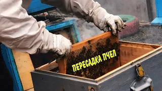Как правильно пересадить пчел в новый улей!? #пчеловодство