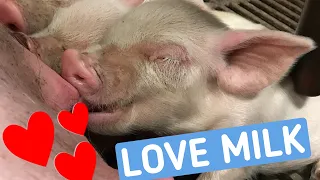 FARM #withme SWEET PIGS EATING MOMMY MILK 🥛❤️🐷