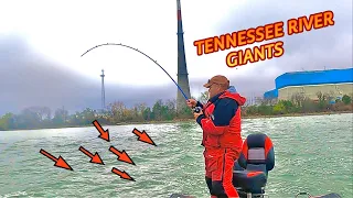 A BIG fishing Bait that catches HUGE fish using Reel and Rod !!