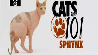 Канадский сфинкс 101kote.ru Sphynx 101cats