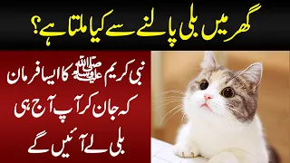 What Does Islam Say About The Most Popular Pet Cat? | Lesser Known Facts About Cats