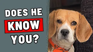 12 Secrets Your Dog Knows About You