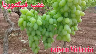 مزارع أصناف العنب في المغرب صنف فيكتوريا Raison variété #Victoria # Uva d'Italie