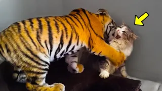 Mother Cat Adopts a Tiger Cub. A Few Years Later, The Tiger Does Something No One Expected!