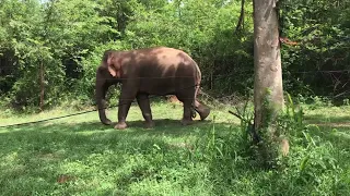 Huge Wild elephant waiting for food at the Udawalawa road l Tusker Wild Elephant in sri lanka