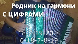 Родник на ГАРМОНИ разбор с цифрами