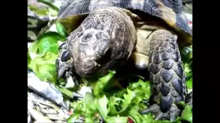 Tortoises Eating Their Salad