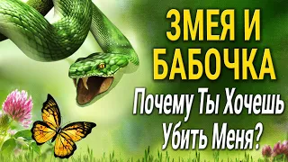 Психология НЕУДАЧНИКА! Мудрая Притча о Зависти - "Змея и бабочка"!  Читает Владимир Фёдоров