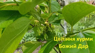 Хурма Божий Дар квітування. Bozhyi dar (God's gift) hybrid persimmon