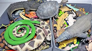 Reptiles Collection - Crocodiles, Alligators, Snakes, Iguana, Komodo Dragon, Sea Turtles, Tortoise