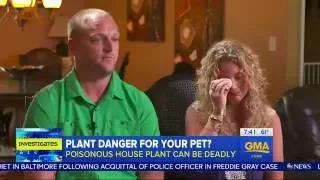 Sago Palm Plants are killing animals and Dogs