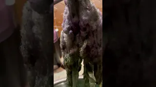 The art of coloring wool with Tyrian purple dye is very precise. #DyeMaking #Snails #TyrianPurple