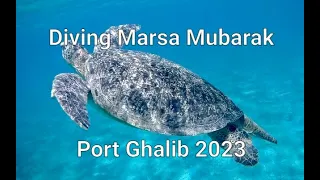 Diving in Marsa-Mubarak, Port Ghalib. Turtles and reefs. 2 intro dives in Marsa-Mubarak. Marsa-Alam.