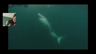 Great White Shark Warns Irresponsible Scuba Diver [Reaction:•]