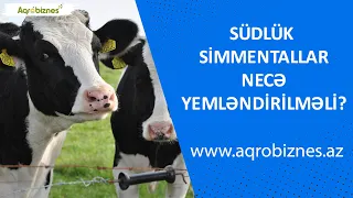 Südlük simmentallar necə yemləndirilməli?