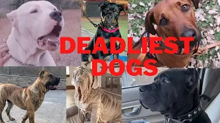 7 Most Deadliest Dogs in the World 🌎 #deadliestdogs #dogs