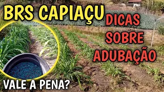 como adubar Brs capiaçu? qual adubo usar? dicas sobre adubação e irrigação por aspersores