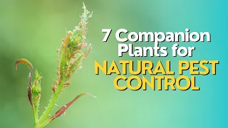 Top 7 Companion Plants for Natural Pest Control