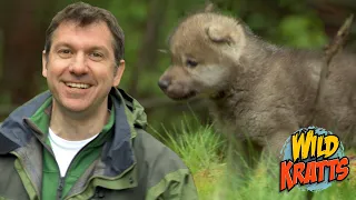 Cute Howling Baby Wolf Pup! | Wild Kratts "Little Howler"