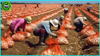 The Most Modern Agriculture Machines That Are At Another Level, How To Harvest Onions In Farm