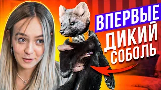 ВПЕРВЫЕ - МЕНЯ УКУСИЛ ДИКИЙ СОБОЛЬ!