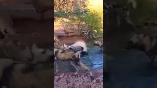 Wild Dogs Disturb a Warthogs bath