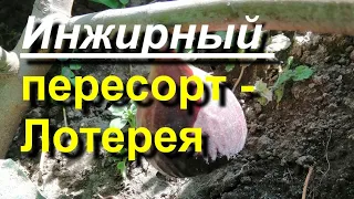 Инжир. Мои пересорты-сюрпризы. 29.08.2021