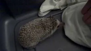 Hissing Hedgehog