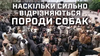 Наскільки сильно відрізняються породи собак? [MinuteEarth]