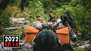 HORSEBACK Backcountry Fall Bear Hunt in EPIC Country | 2022 Hunting Season EP.14
