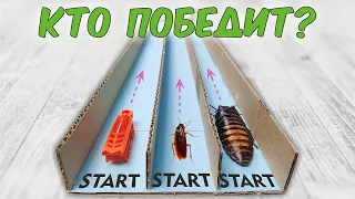 Madagascar cockroach vs. regular and robot beetle! Which one is the fastest?