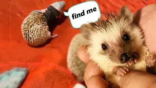 Adorable Hedgehogs Playing Hide and Seek: Who Wins? | Cuddle Buddies