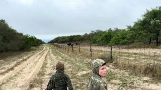 South Texas Bison