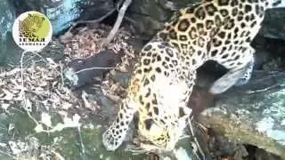 Дальневосточные леопарды Тайфун и Бэри/Amur leopards Taifun and Bery