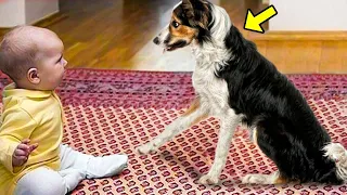Dad Brought A Dog For His Paralyzed Son. What Happened Next Left Everyone In Shock!