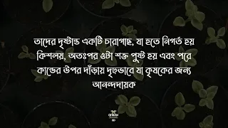 Surah Al-Fath | Ayat 29 | Bangla subtitle | Yasser Al Zailay @quranreminderbd2409