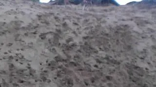 Saluki, Aladdin with Alfi on the perfect dune for dogs!