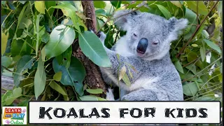 Koalas for Kids