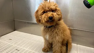 Pampering the Perfect Toy Poodle Puppy: Complete Grooming Session and Adorable Transformation!