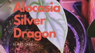 Alocasia Silver Dragon | Houseplant Care