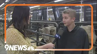 Meet the Grand Champion Steer of the 2024 National Western Stock Show